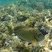 Acanthurus bahianus