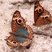 Junonia evarete