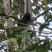 Sagui-de-tufo-branco (Callithrix jacchus)
