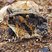 Proceratophrys cristiceps
