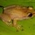 Phyllodytes gyrinaethes