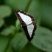 Borboleta Synargis calyce