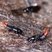 Besouros Staphylinidae