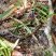 Echinanthera cephalomaculata