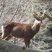 Cervus nippon 