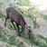 Cervus nippon 