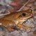 Boana raniceps