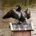 Phalacrocorax carbo