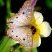 Anartia jatrophae