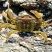 Carcinus maenas