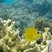 Acanthurus coeruleus