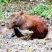 Capivara e frango d'água azul