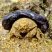 Caranguejo Dromiidae