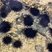 Ouriço-do-mar Echinometra lucunter