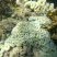 Coral Mussismilia hartti