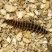 Poliqueta Hesionidae