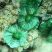 Coral-esmeralda (Scolymia wellsi)