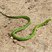 Erythrolamprus viridis