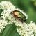 Cetonia aurata