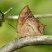 Borboleta folha seca