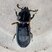 Besouro Passalidae