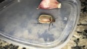 O besouro e o dente de alho