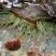 Anemonia viridis