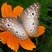 Borboleta