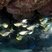 Pempheris schomburgkii