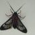 Mariposa Vespa
