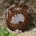 Actinia fragacea