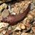 Lepadogaster lepadogaster