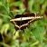 Borboleta grande de asas pretas e manchas amarelas