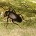 Tenebrionidae 