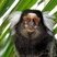 Sagui