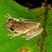 Scinax x-signatus