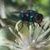 Mosca varejeira 