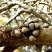 Melampus coffea