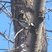 Parus minor