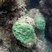 Agaricia humilis