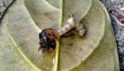 Larva de besouro-tigre