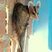 Didelphis albiventris 