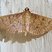 Mariposa urbana