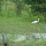 Ardea alba