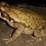 Rhinella crucifer