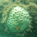 Coral cérebro