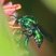 Abelha Euglossina
