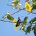 Beija-flor-de-barriga-branca (Amazilia leucogaster)