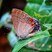 Calycopis sp