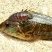 Anilocra frontalis